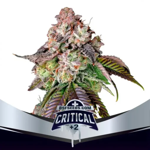 Critical-+2-Feminized-x02-BSF