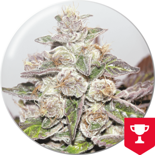 mendocino-purple-kush-3-2-medicalseeds