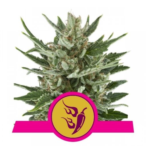 speedy-chile-fast-x10-royal-queen-seeds