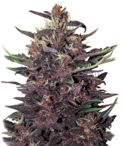 buddha-purple-kush-auto-x-3-buddha-seeds