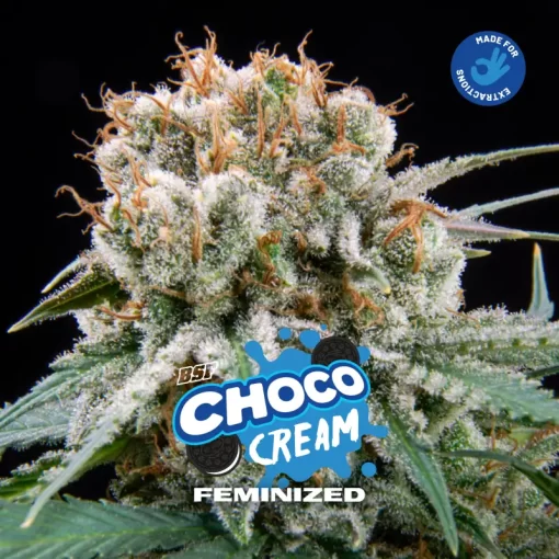 choco-cream-x02-feminized-bsf