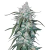 Pineapple-Express-Auto-x5-FAST-BUDS