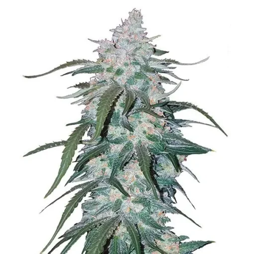 Pineapple-Express-Auto-x5-FAST-BUDS